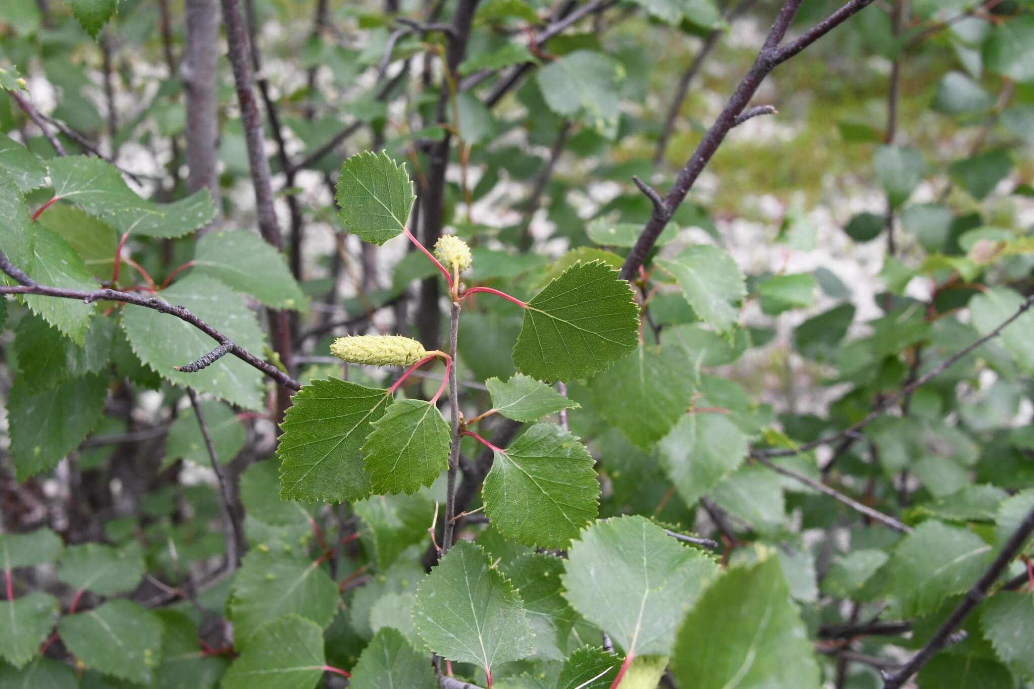 Betula alba
